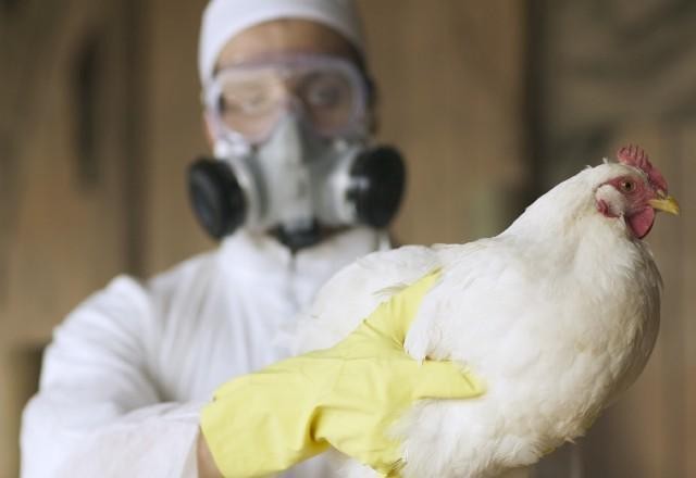 Imagem da noticia Governo suspende feiras com aglomeração de aves para evitar disseminação de gripe aviária