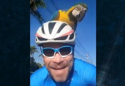 Arara pega carona no capacete de ciclista em Brasília (DF) Arara pega carona no capacete de ciclista em Brasília (DF)