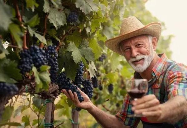 Imagem da notícia: Começa a vindima no Brasil