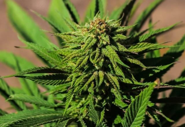 Imagem da noticia STJ suspende ações sobre autorização do plantio de maconha