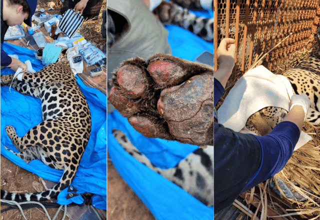 Onça-pintada é resgatada com queimaduras no Pantanal; rugido é sinal de recuperação Onça-pintada é resgatada com queimaduras no Pantanal; rugido é sinal de recuperação