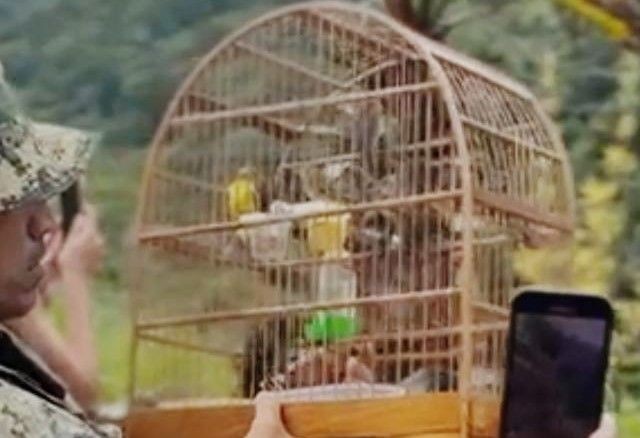 Imagem da noticia Homem é preso transportando 667 pássaros silvestres em operação contra tráfico de animais no RJ