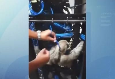 Preguiça é encontrada presa em “rack” de cabos de internet  Preguiça é encontrada presa em “rack” de cabos de internet