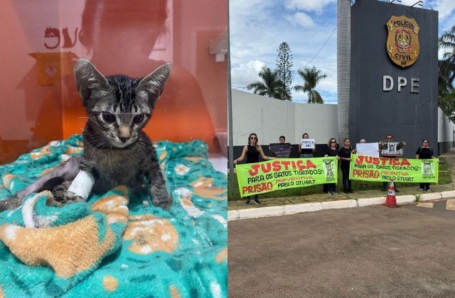 Imagem da noticia Psicólogo investigado por maus-tratos a gatos no DF tem prisão mantida