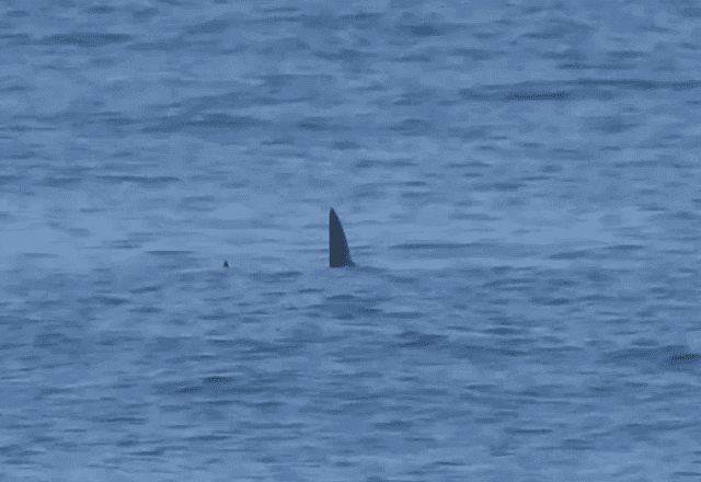 Tubarão é visto no mar da Barra de Tijuca, no RJ Tubarão é visto no mar da Barra de Tijuca, no RJ